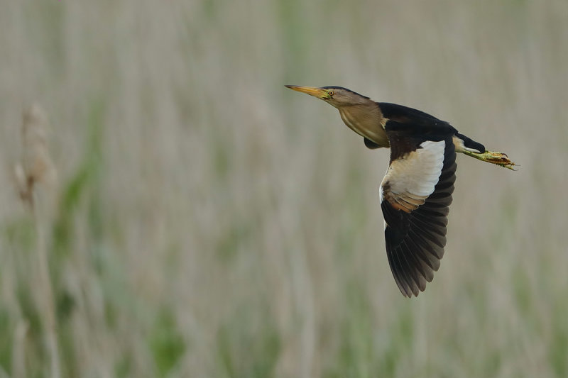 Little Bittern (Ixobrychus minutus) 