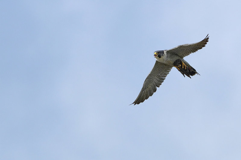 Peregrine Falcon (Falco peregrinus)
