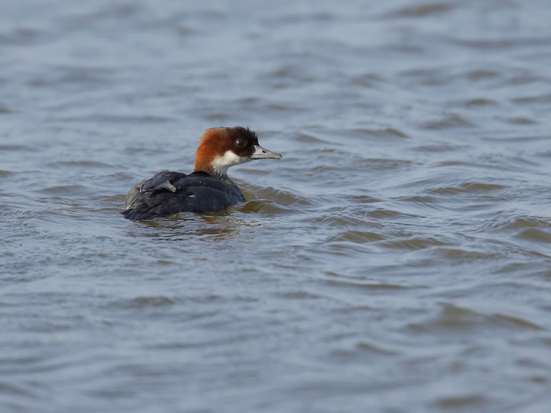 Smew (Mergellus albellus)