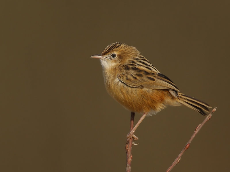 Zitting Cisticola - (Cisticola juncidis)