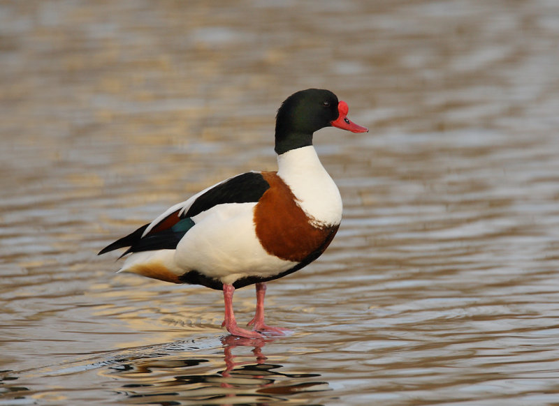 Common Shelduck (Tadorna tadorna)