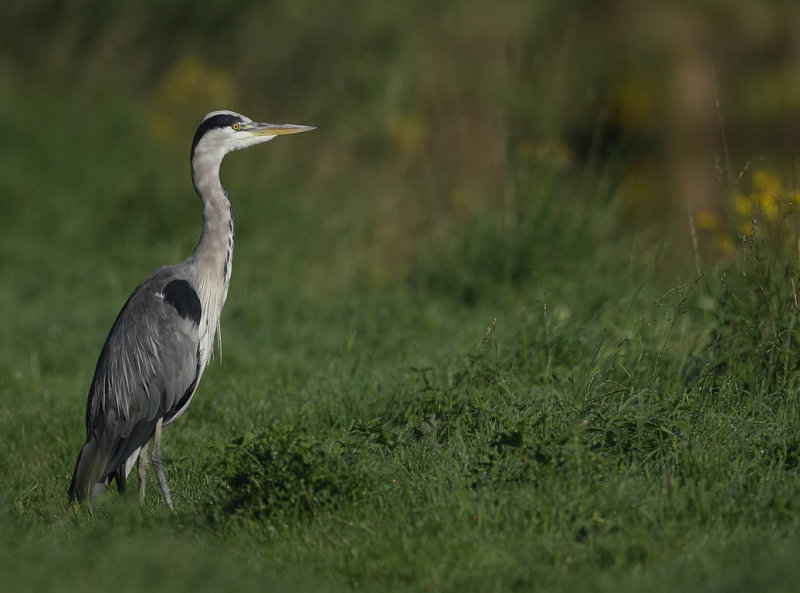 Grey Heron (Ardea cinerea)