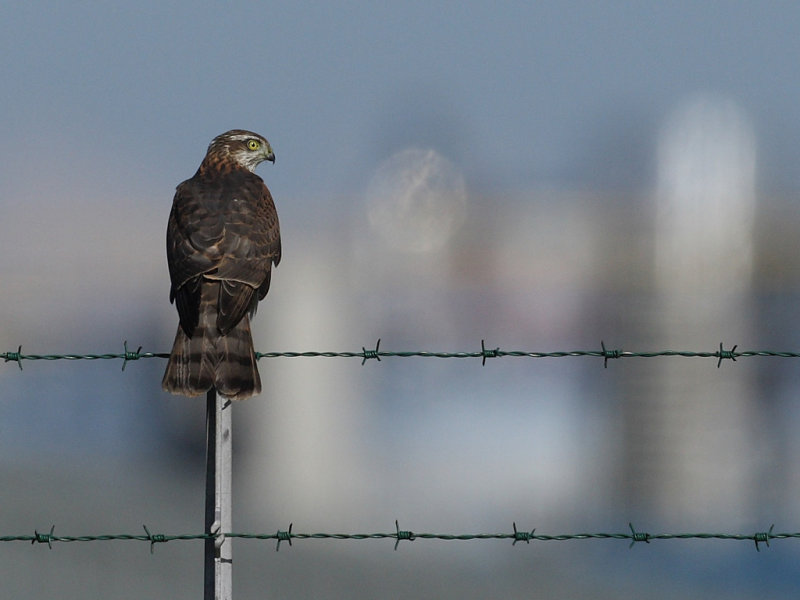 Eurasian Sparrowhawk (Accipiter nisus)