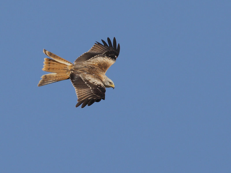 Red Kite (Milvus milvus) 