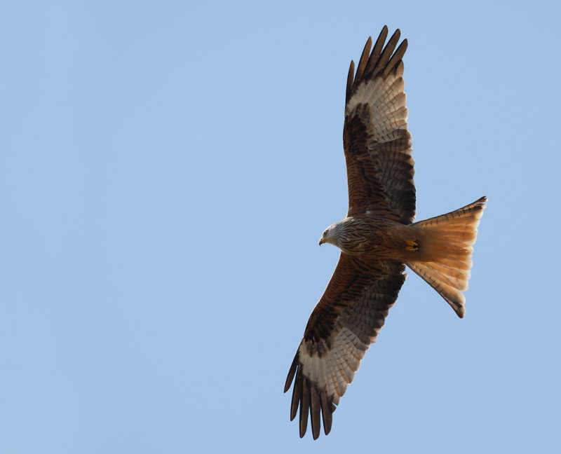 Red Kite (Milvus milvus) 