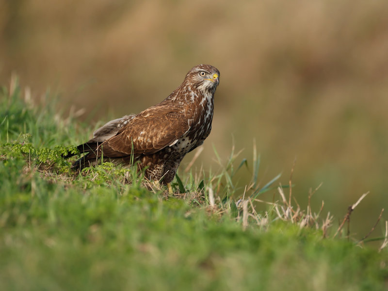 Common Buzzard (Buteo buteo) 