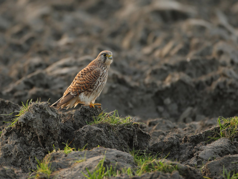 Common Kestrel (Falco tinnunculus) 