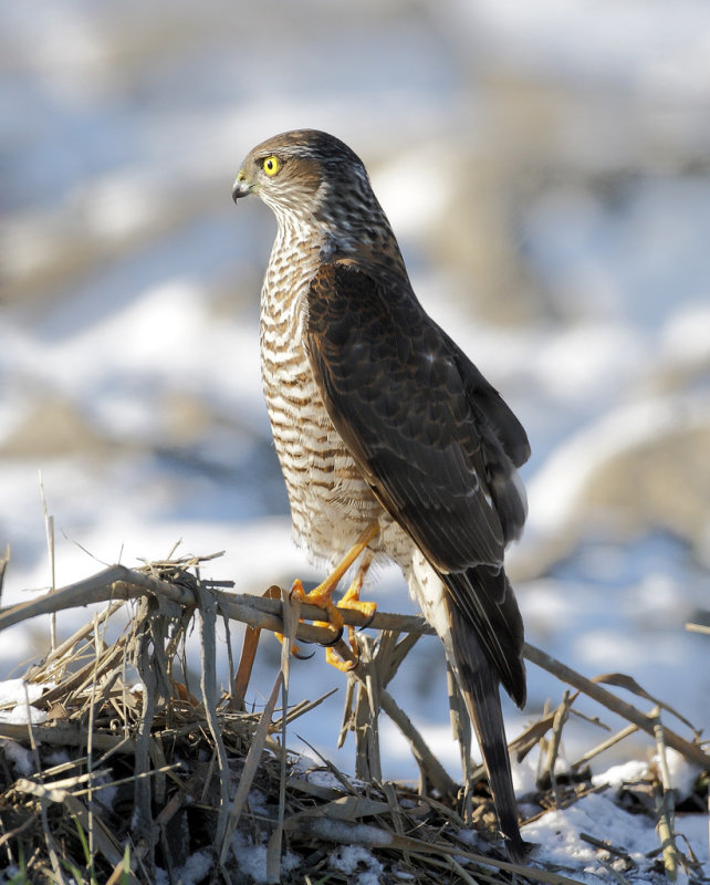 Eurasian Sparrowhawk (Accipiter nisus)