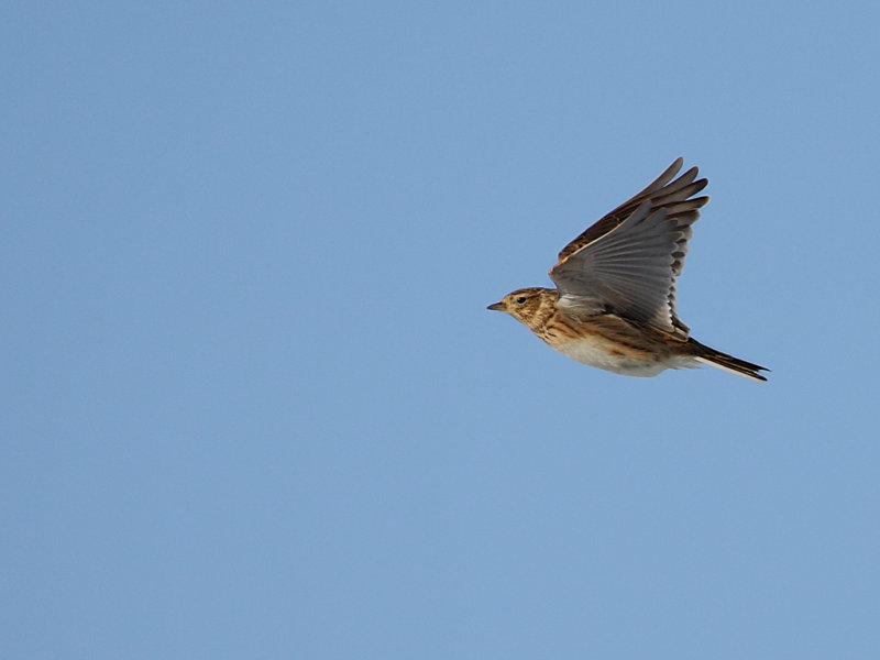 Eurasian Skylark (Alauda arvensis)