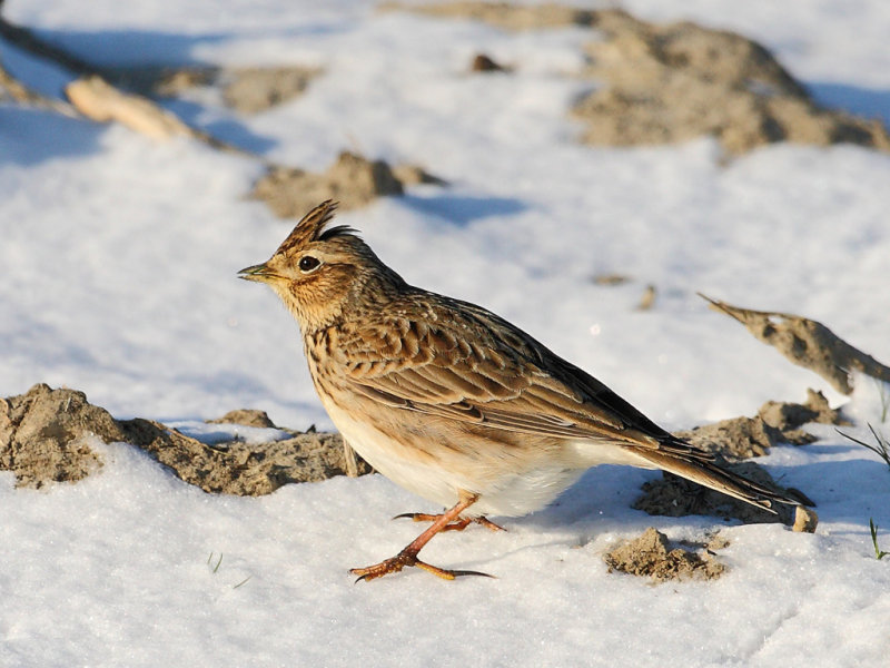 Eurasian Skylark (Alauda arvensis)