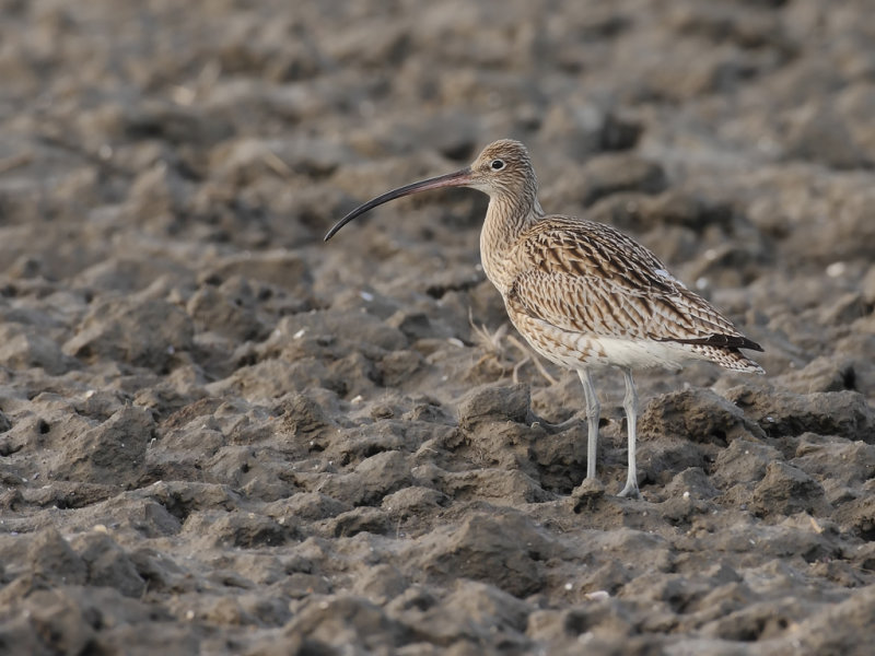 Curlew (Numenius arquata)