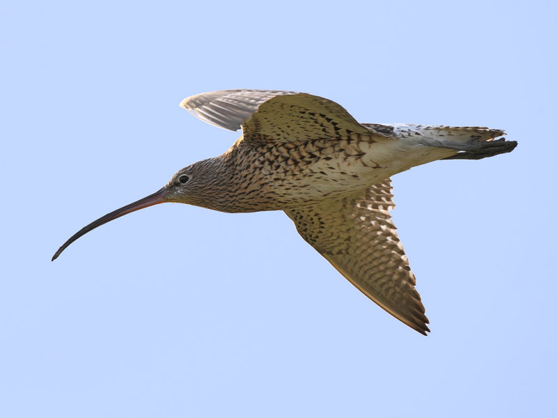 Curlew (Numenius arquata)