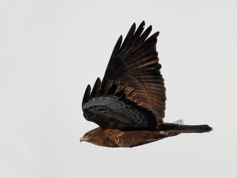 Common Buzzard (Buteo buteo) 