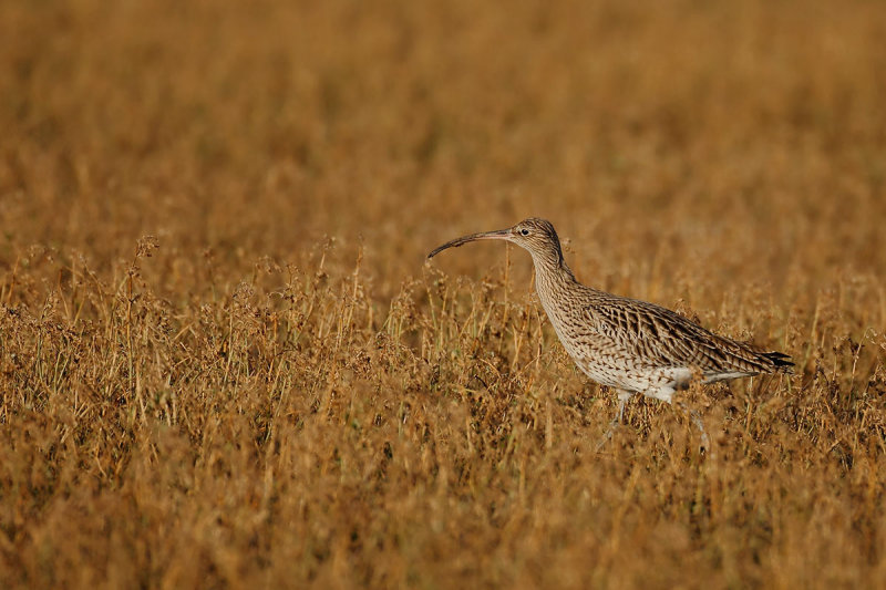 Curlew (Numenius arquata)