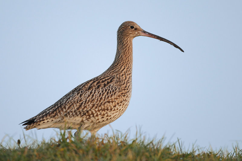 Curlew (Numenius arquata)