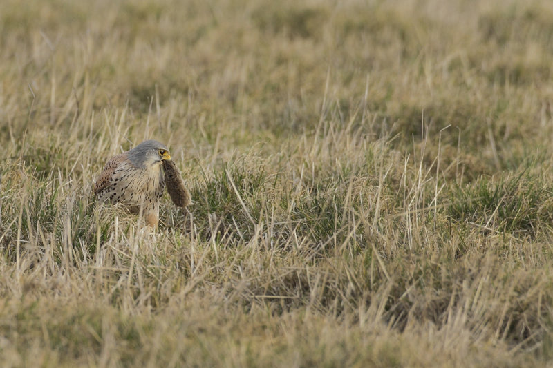 Common Kestrel (Falco tinnunculus) 