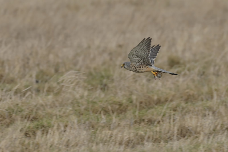 Common Kestrel (Falco tinnunculus) 