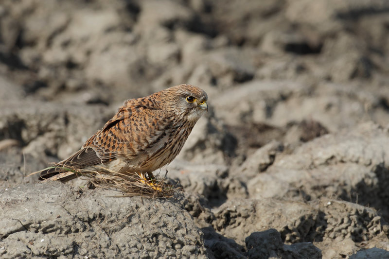 Common Kestrel (Falco tinnunculus)