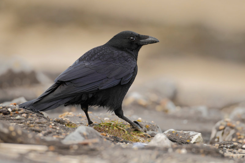 Carrion crow (Corvus corone) 