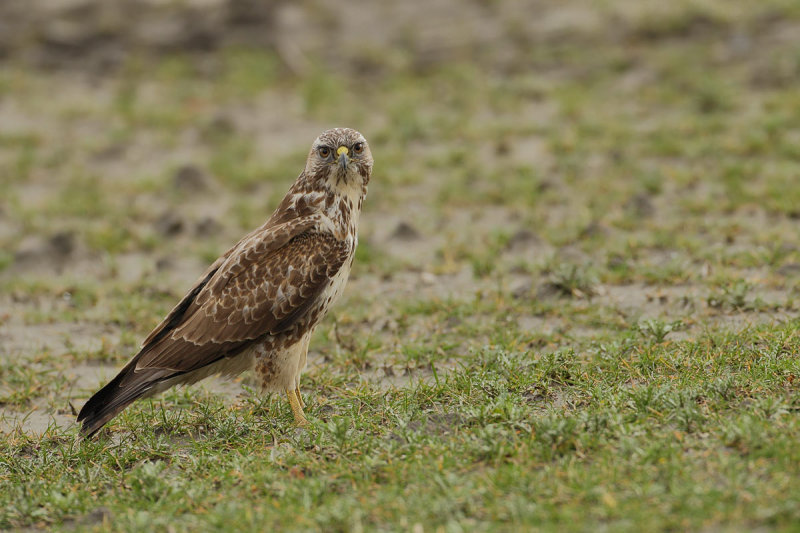 Common Buzzard (Buteo buteo) 