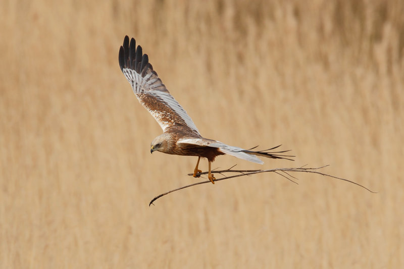 Western Marsh Harrier (Circus aeruginosus)