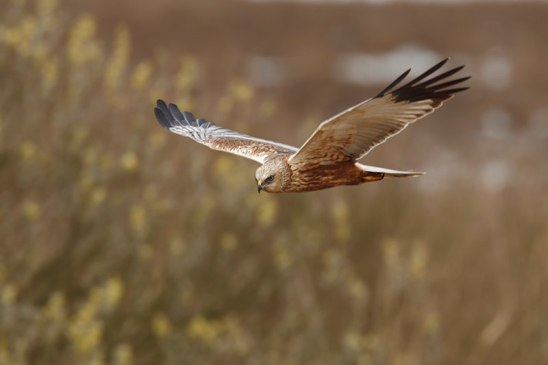 Western Marsh Harrier (Circus aeruginosus)