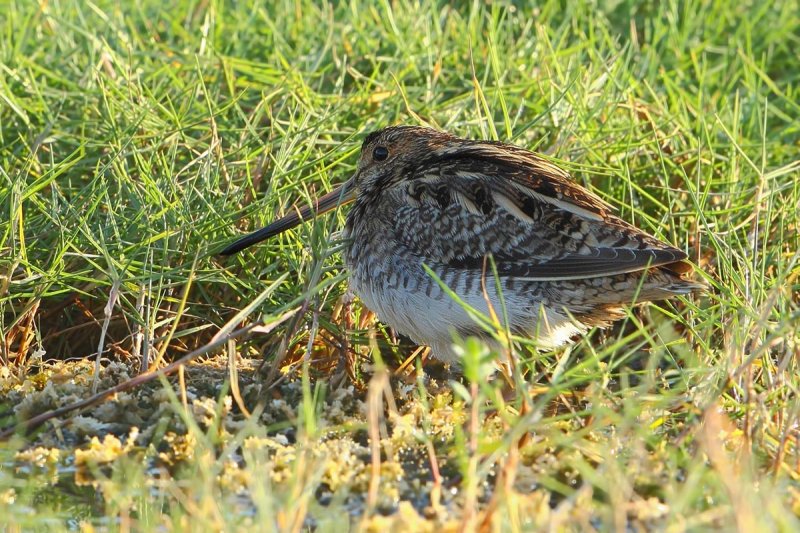 Gallery Pintail Snipe