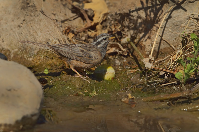 Cinnamon-breasted Bunting (Emberiza tahapisi) 