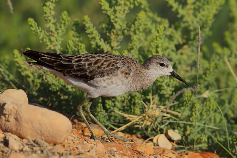 Ruff (Philomachus pugnax) 