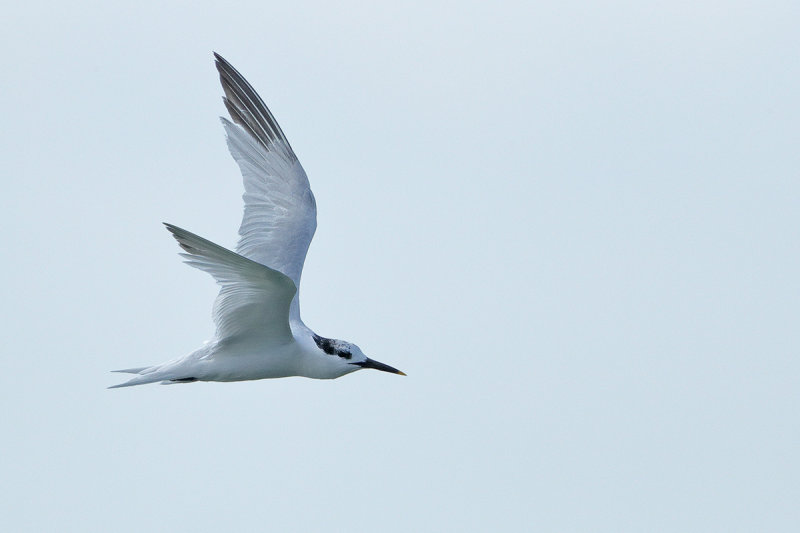 Sandwich Tern (Thalasseus sandvicensis)
