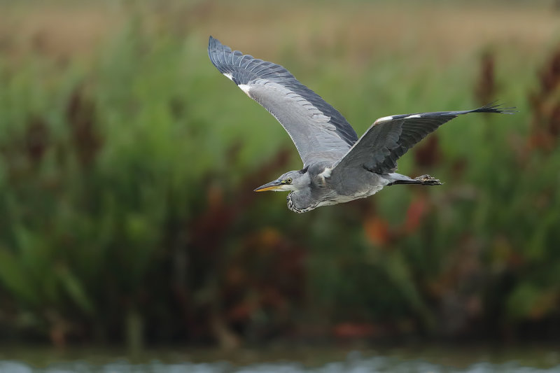 Grey Heron (Ardea cinerea)