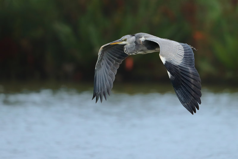 Grey Heron (Ardea cinerea)