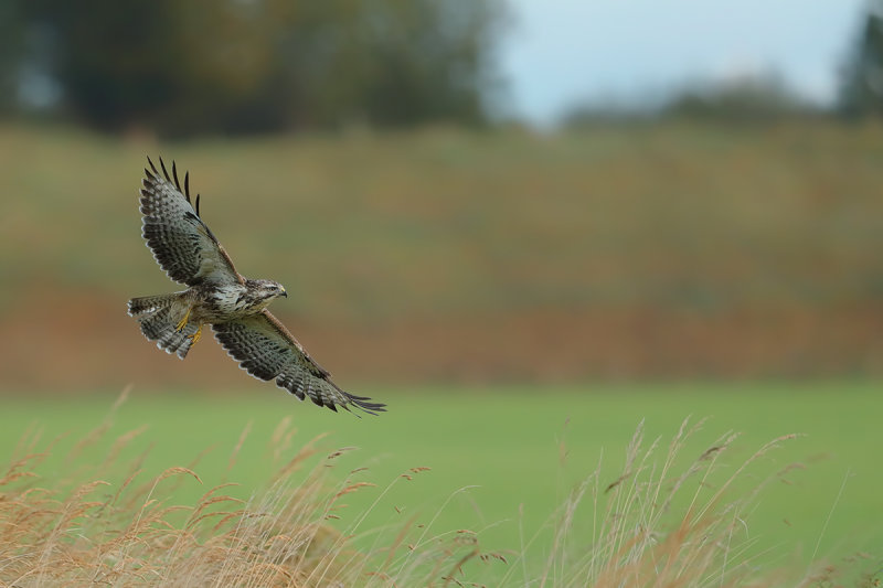 Common Buzzard (Buteo buteo) 