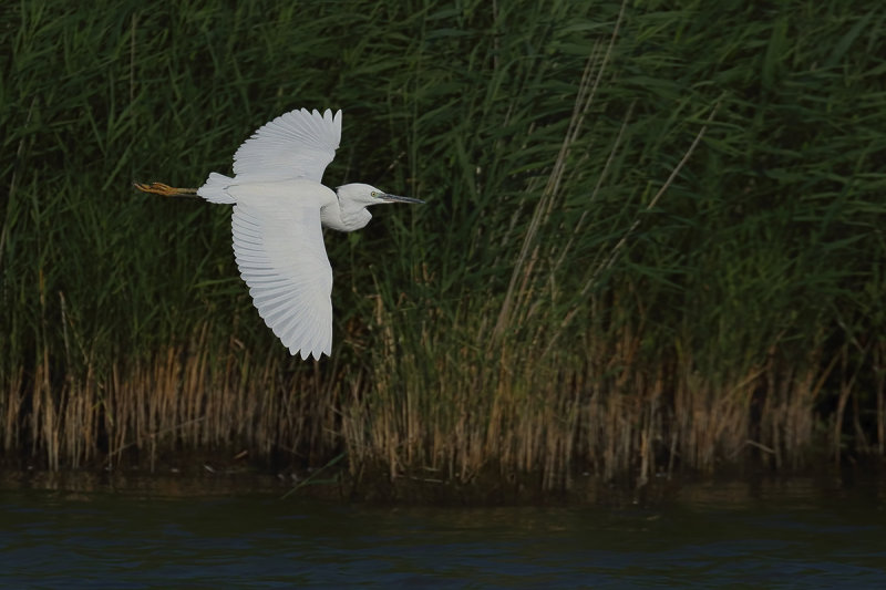 Little Egret (Egretta garzetta)