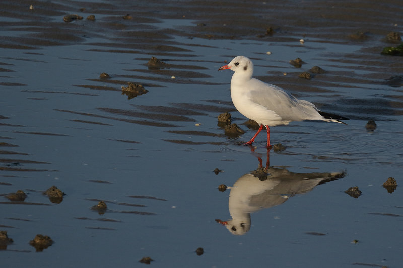 Black-headed Gull (Chroicocephalus ridibundus)