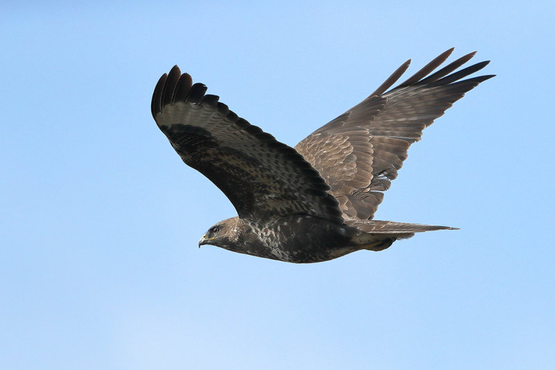 Common Buzzard (Buteo buteo) 