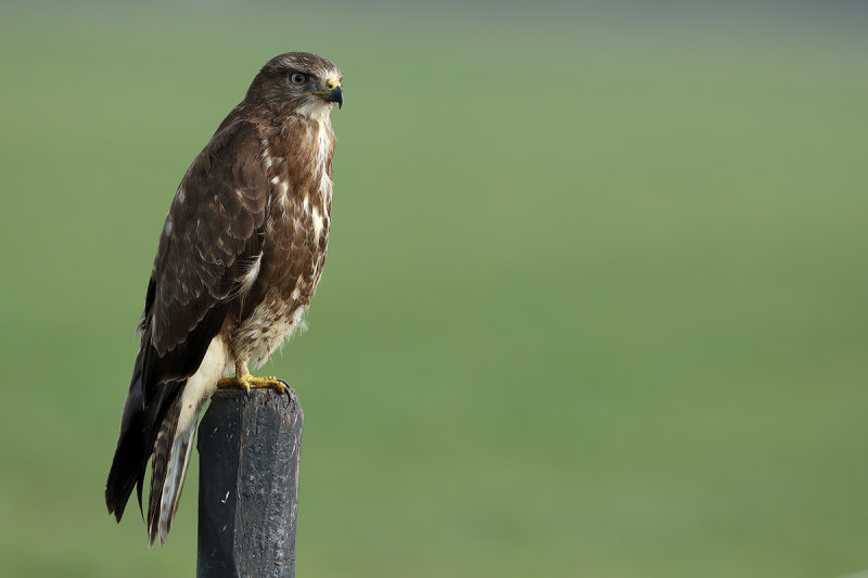 Common Buzzard (Buteo buteo) 