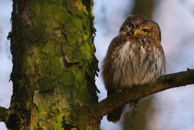 Gallery Eurasian Pygmy Owl