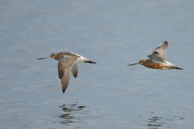 Gallery Bar-tailed Godwit