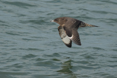 Gallery Pomarine Skua