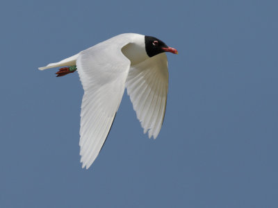 Gallery Mediterranean Gull