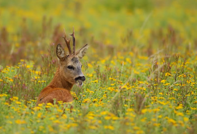 Gallery European Roe Deer