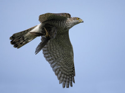 Northern Goshawk (Accipiter gentilis)