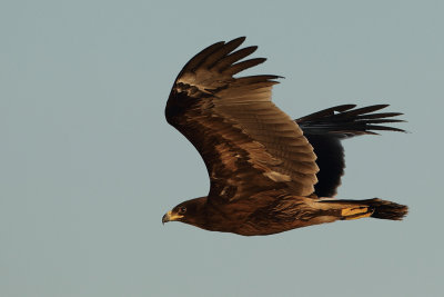 Greater Spotted Eagle (Aquila clanga) 