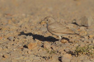 Gallery Desert Lark