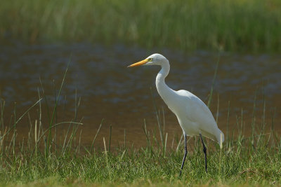 Gallery Intermediate Egret