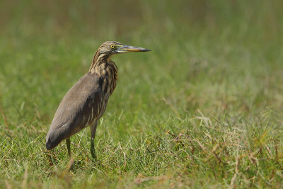 Gallery Indian Pond Heron
