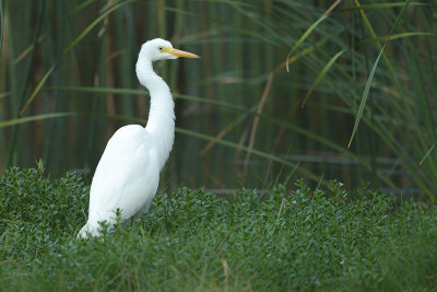 Intermediate Egret (Ardea intermedia) 