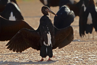 Abdims Stork, (Ciconia abdimii) 