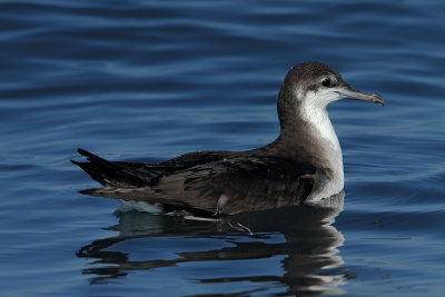 Gallery Persian Shearwater